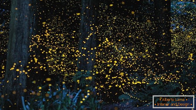 Fabulous golden fireflies from Japanese photographer Yuki Karo