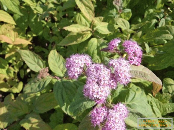 Lilac buds of spiraea