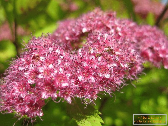 Snow-strewn bright purple spirea bud of the Japanese Goldmound.