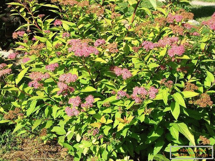 Low-growth spiree bushes Goldmound