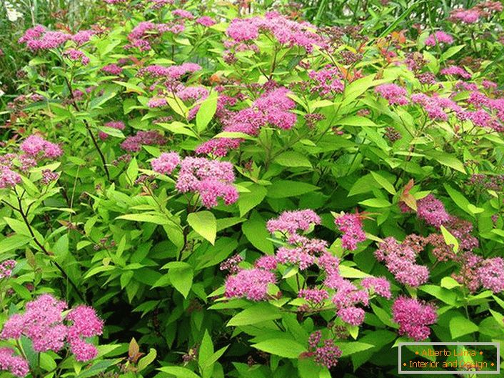 A bush of spiraea Macrophiles in the country