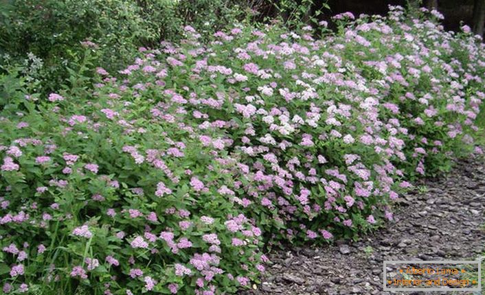 Japanese spiraea shrub