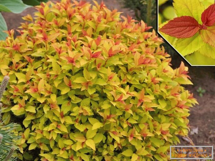 A densely folded bush with gold leaf color Goldflame.