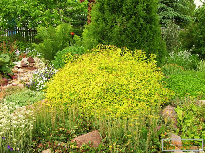 Unobtrusive in the color of the leaves, a tight ball of spirea Golden princesses always harmoniously blends with the designer in the landscape of the site. 