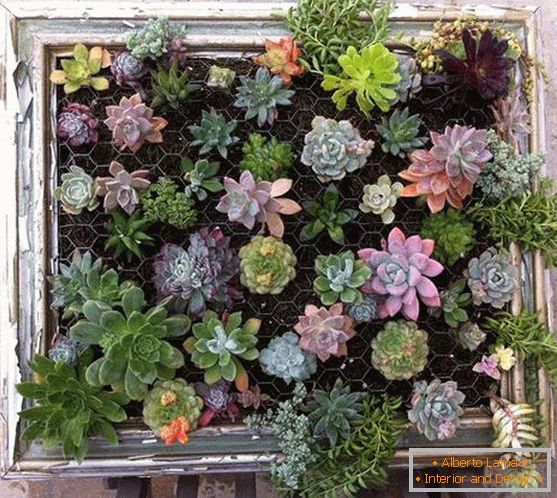 Vertical grid with succulents