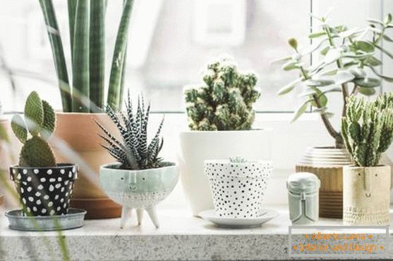 Succulent plants on the windowsill