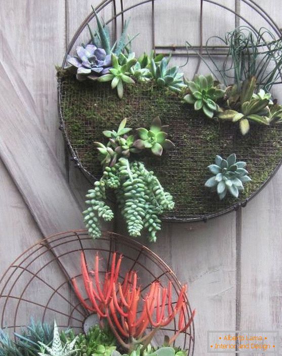 Wall decor with succulents