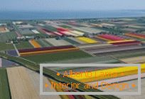 Tulipmania or colorful tulip fields in Holland