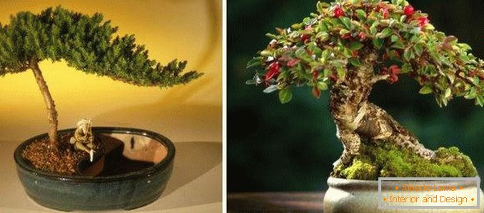 Bonsai