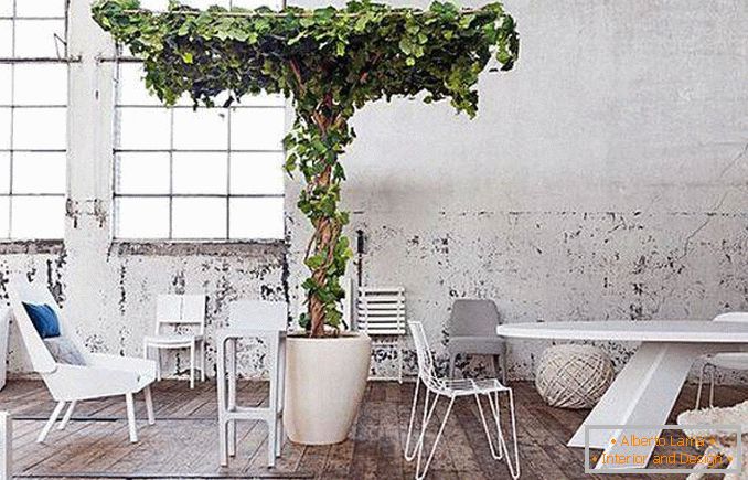 Interior decoration of plants