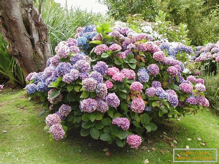 Round bush of hydrangea garden