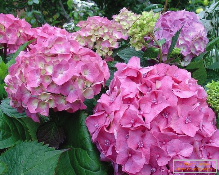 An example of hydrangea garden, which receives a sufficient amount of light. This is evidenced by bright shades of flowers.