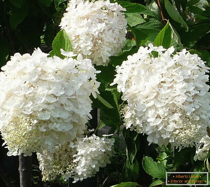 Snow-white hydrangea flowers