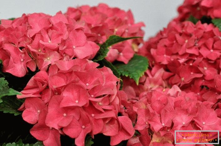 Bright pink flowers hydrangeas