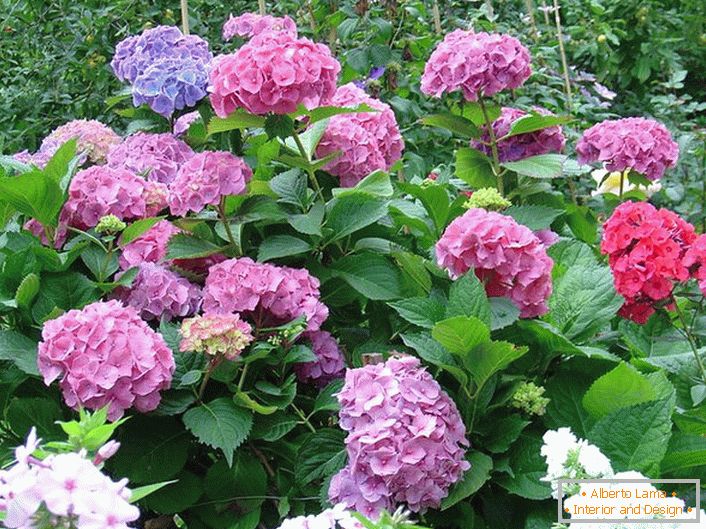 Garden hydrangea with buds of classical shape. An example of a well-groomed flower.