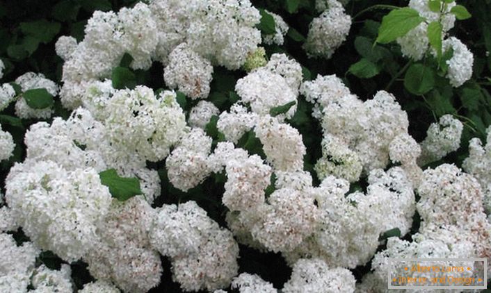 Garden snow-white hydrangea is a universal design solution for any landscape design.