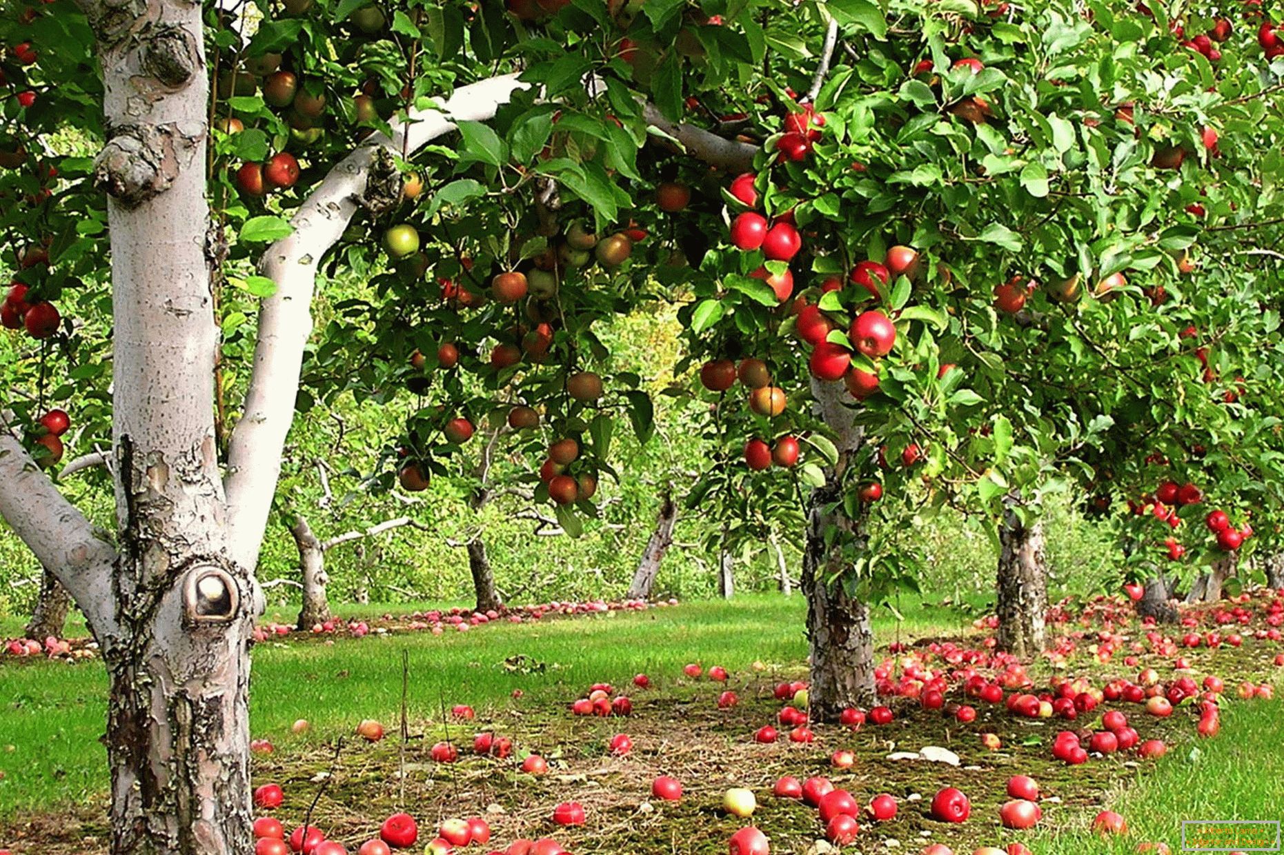 Apple-tree garden in the country