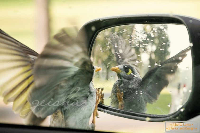 The bird looks in the side mirror of the car