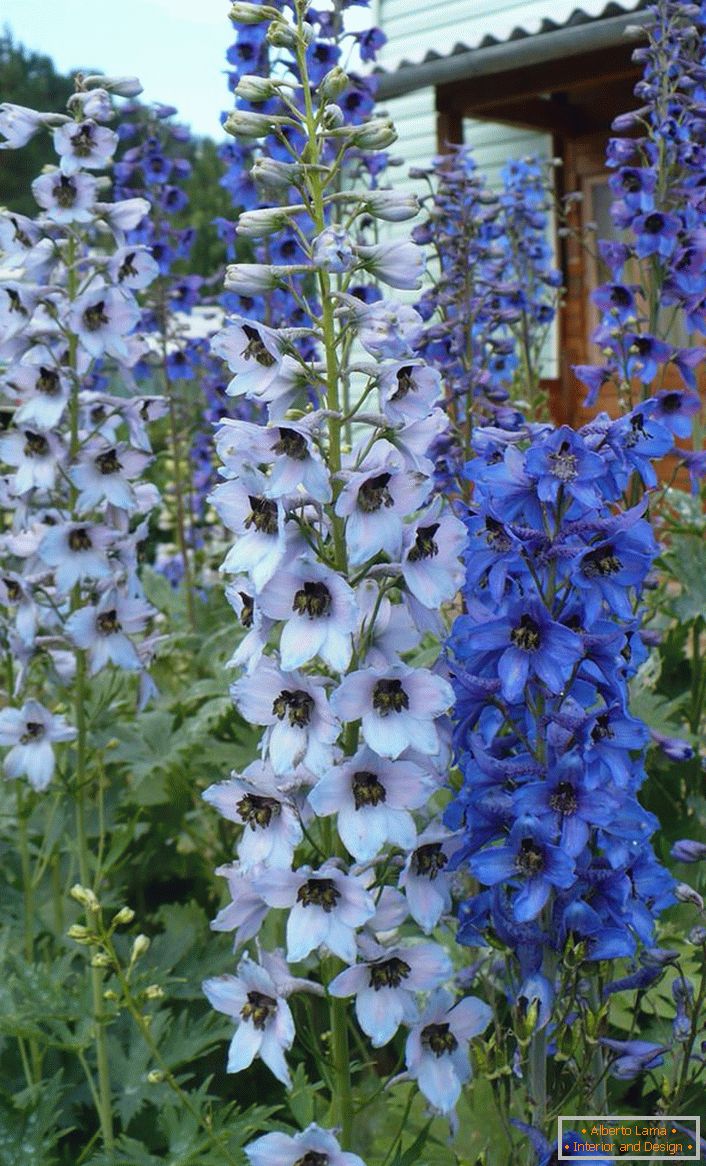 Grown before the threshold delphinium will impress the guests at home.