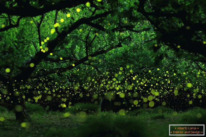 Magic photos of fireflies in Nagoya, Japan
