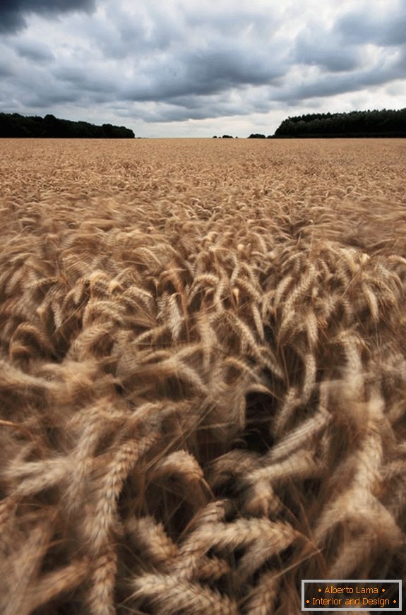 Cloudy weather over a wheat field