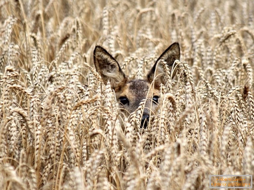 A deer among the wheat
