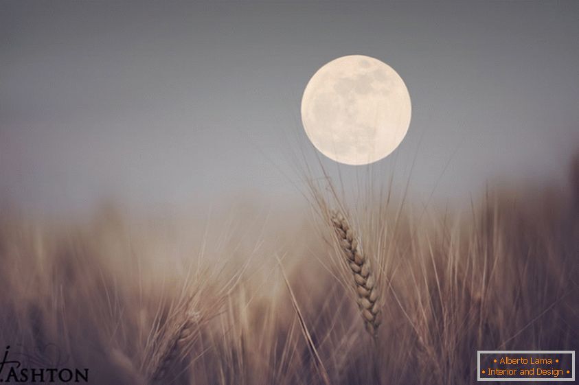 Moon in the background of wheat