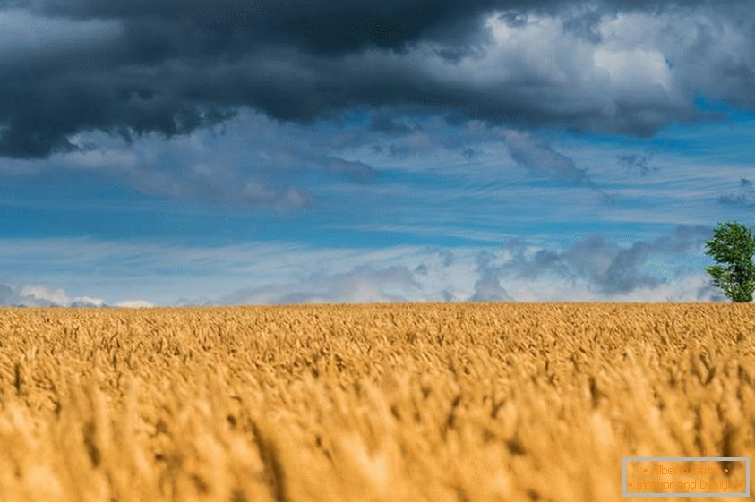 Delightful photos of wheat fields