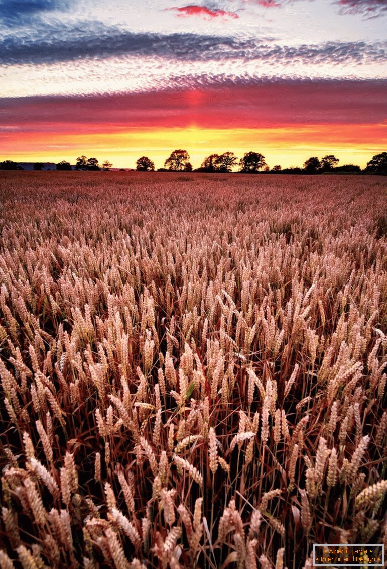 Sunset on the wheat field, photographer Joe Daniel Price