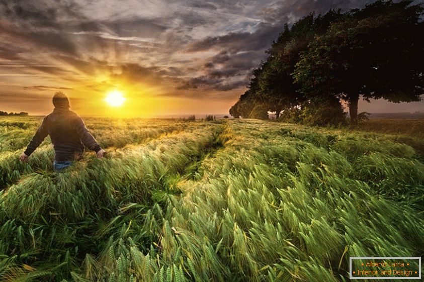 A man in a wheat field, photographer Paul Wozniak