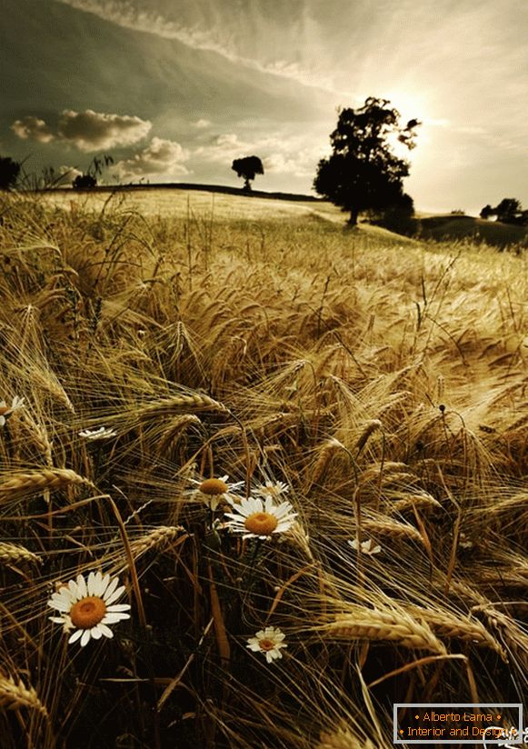 Daisies in a wheat field