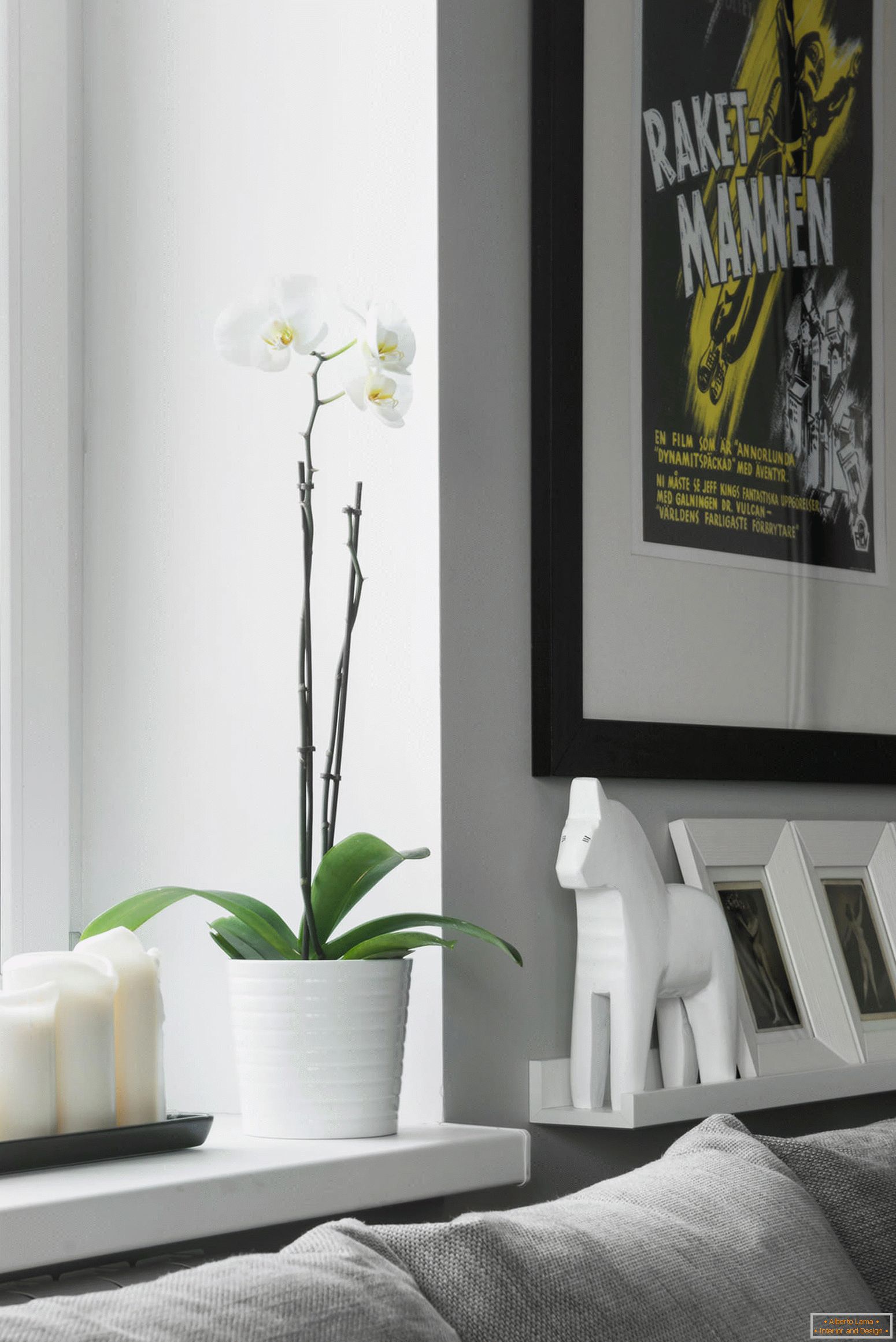 Orchid in the living room of studio apartment