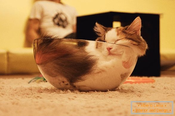 10 Evidence that cats = liquid