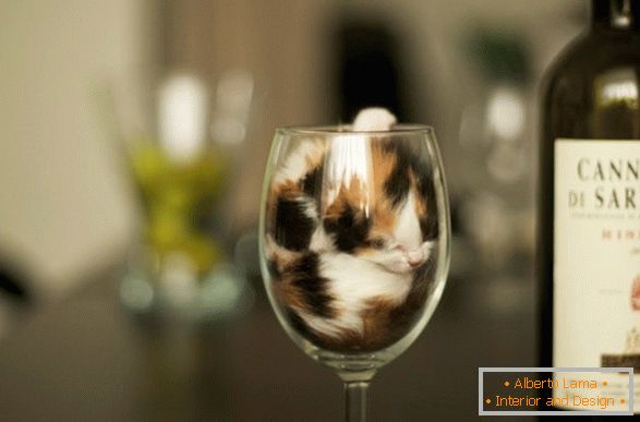 A kitten in a glass of wine