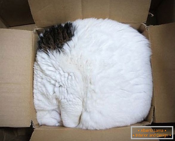 Cat in a cardboard box