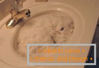 10 Evidence that cats = liquid