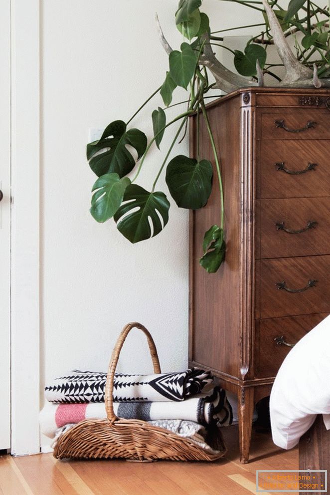 the plant can be nicely placed directly on the chest of drawers