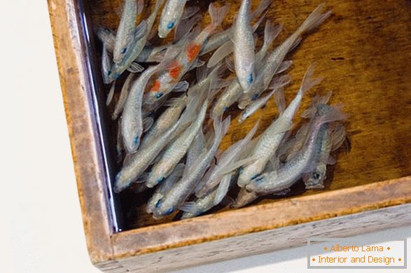 Unusual images of fish from the artist Riusuke Fakeori