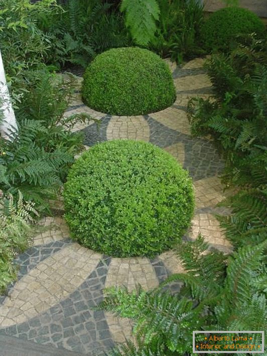 Unusual planting of plants in the garden