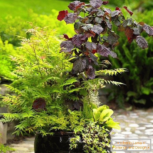 Decoration of the yard with plants in vases