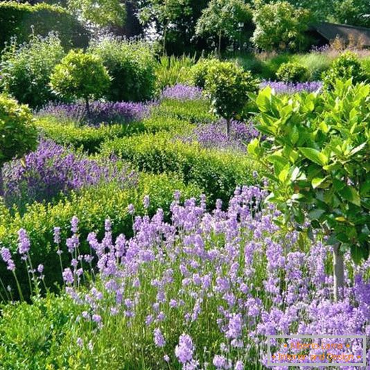 Garden with narrow paths and high flowers