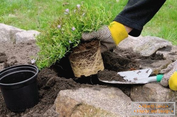 When and how to plant plants for the Alpine hill