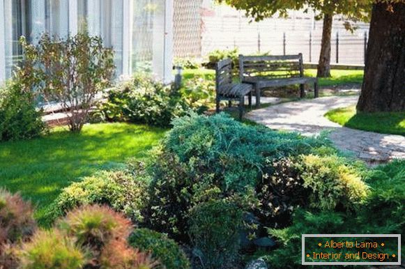 Creation of an alpine hill with coniferous shrubs