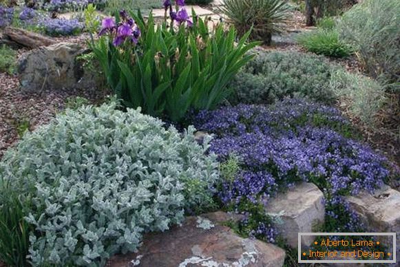 Plants and flowers for the alpine slide - photos in the country