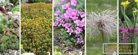 The best plants for the alpine slide - photos and names