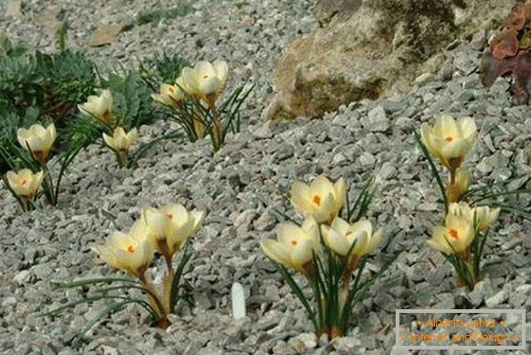 Stones and plants for the alpine hill - photo