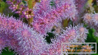 Astilba japanese and chinese: varieties and features of care