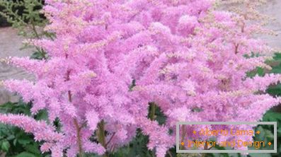 Astilba japanese and chinese: varieties and features of care