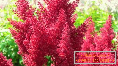 Astilba japanese and chinese: varieties and features of care