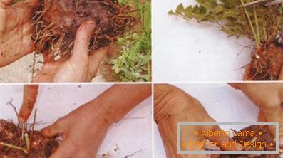 Astilba japanese and chinese: varieties and features of care